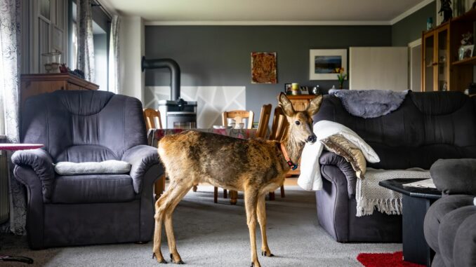 Seit zwei Jahren hat eine Dithmarscher Familie einen ungewöhnlichen tierischen Mitbewohner. 