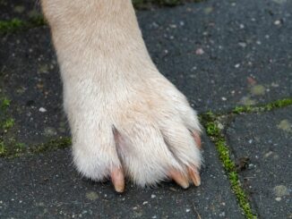 Halter von Assistenzhunden müssen ab 2025 keine Hundesteuer mehr zahlen (Symbolbild).