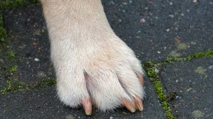 Halter von Assistenzhunden müssen ab 2025 keine Hundesteuer mehr zahlen (Symbolbild).