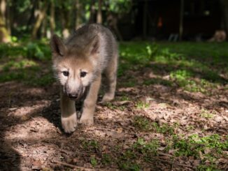 In Schleswig-Holstein gibt es ein weiteres Wolfsrudel - mit einem kleinen Wolfswelpen. (Archivbild)