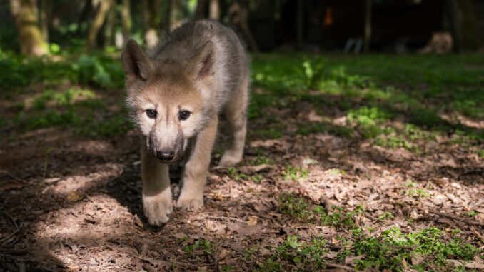 In Schleswig-Holstein gibt es ein weiteres Wolfsrudel - mit einem kleinen Wolfswelpen. (Archivbild)