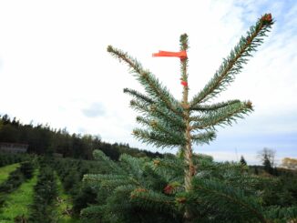 Der Weihnachtsbaum wird etwas teurer. (Archivbild)