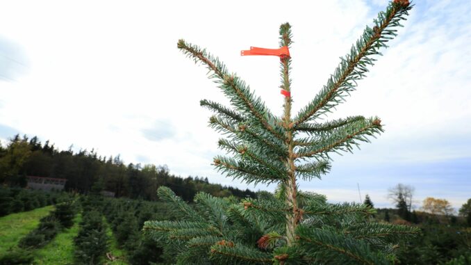 Der Weihnachtsbaum wird etwas teurer. (Archivbild)