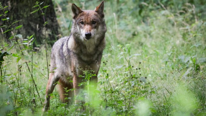 Die FDP macht Forderungen nach einer Wolfsjagd zum Thema im Landtag. (Symbolbild)