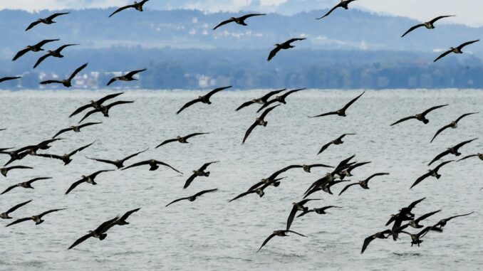 Ein bundesweites Management des Kormoran-Bestands wird es nicht geben. Die CDU/CSU-Fraktion scheiterte im Umweltausschuss des Bundestags mit einem Antrag, den als Fischjäger gefürchteten Vogel zu kontrollieren. 