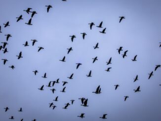 Derzeit geht hierzulande laut Experten vor allem von Wasservögeln ein Risiko für Vogelgrippe-Einträgen aus.