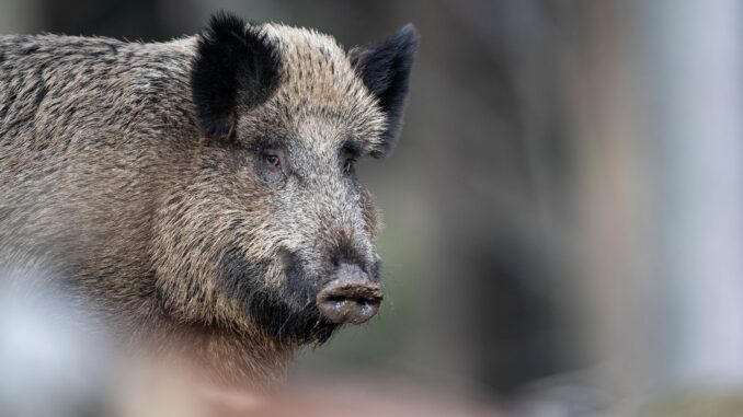 In einem Wohngebiet in Glinde bekommen Bewohner regelmäßig Besuch von Wildschweinen. (Symbolbild)