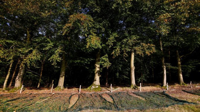 Mit großen Netzen ernten Mitarbeiter einer Fachfirma im Wald bei Glashütte in Schleswig-Holstein die nussartigen Früchte der Buchen. Die werden seit einigen Jahren auch in der Spitzengastronomie serviert.