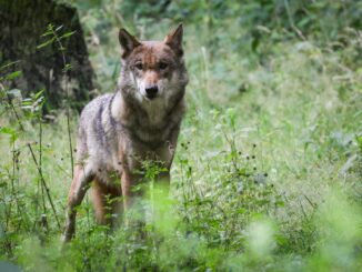 Debatten über den Wolf werden häufig mit viel Emiim Landtag.