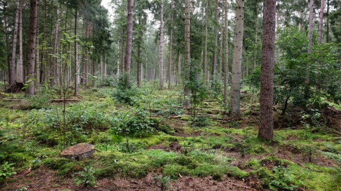 Dem Wald im Norden geht es etwas besser. (Archivbild)