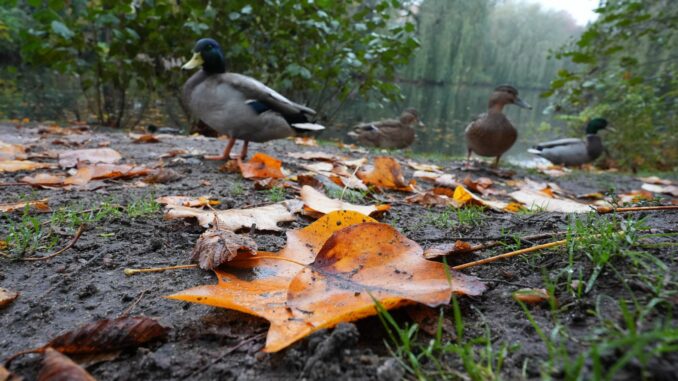 Kein stürmisches Wetter in Hamburg und Schleswig-Holstein. (Symbolbild)