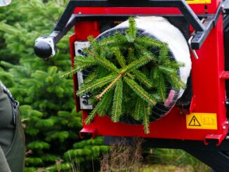 Verbraucher müssen in diesem Jahr etwas mehr Geld für einen Weihnachtsbaum zahlen.