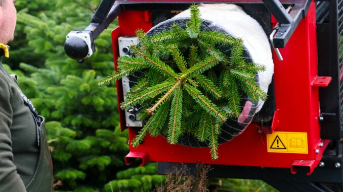 Verbraucher müssen in diesem Jahr etwas mehr Geld für einen Weihnachtsbaum zahlen.