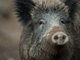 Ein Wildschwein hat in Lübeck eine Frau verletzt. (Symbolbild)