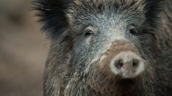 Ein Wildschwein hat in Lübeck eine Frau verletzt. (Symbolbild)