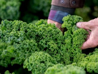 Die Anbaufläche für Grünkohl in Schleswig-Holstein ist klein, der Appetit im Norden auf das Wintergemüse aber ist groß.