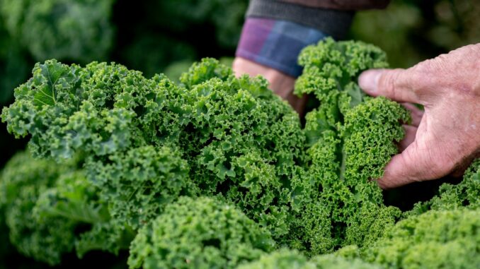 Die Anbaufläche für Grünkohl in Schleswig-Holstein ist klein, der Appetit im Norden auf das Wintergemüse aber ist groß.