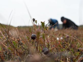 Die auch als Moosbeeren bekannten Cranberrys wachsen auf Sylt fast überall in den feuchten Dünentälern. Im Herbst sind sie reif.