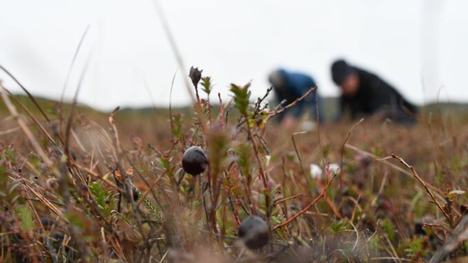 Die auch als Moosbeeren bekannten Cranberrys wachsen auf Sylt fast überall in den feuchten Dünentälern. Im Herbst sind sie reif. 