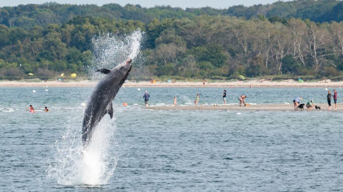 Delfin «Delle» kommuniziert umfangreich, haben dänische Forscher entdeckt.