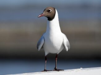 Die Bestände der Lachmöwe an den Küsten haben laut Experten seit den 1990er Jahren in Deutschland ebenso wie in den Niederlanden, Dänemark, Schweden, Finnland und Lettland sehr stark abgenommen.