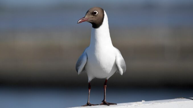 Die Bestände der Lachmöwe an den Küsten haben laut Experten seit den 1990er Jahren in Deutschland ebenso wie in den Niederlanden, Dänemark, Schweden, Finnland und Lettland sehr stark abgenommen. 