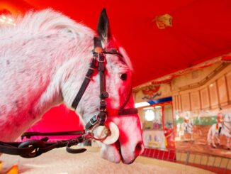 Die Stadt verbannt das Pony-Karussell vom Hamburger Dom. (Archivbild)