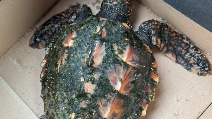 Urlauber haben eine seltene Schildkröte an einem Strand auf der Nordsee-Insel Sylt gefunden. 