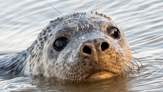 Auf Helgoland gibt es in diesem Winter viel Kegelrobben-Nachwuchs. (Symbolbild)