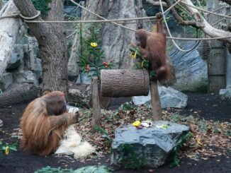 Für die Orang-Utans im Tierpark Hagenbeck gab es zum Nikolaustag Gemüse und mit Holzwolle, Rosinen, Nüssen und Sämereien gefüllte Jutebeutel.