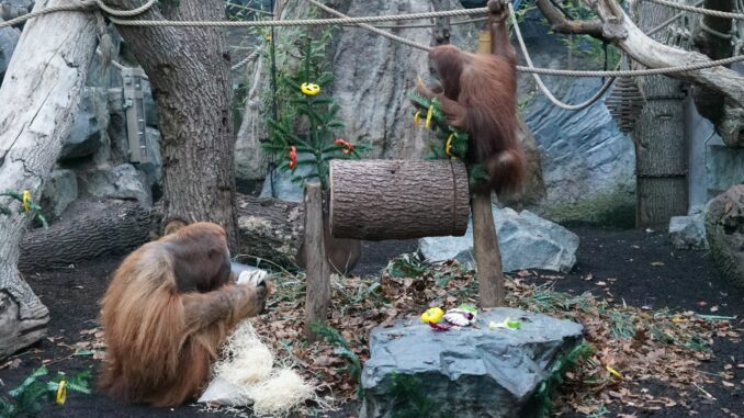 Für die Orang-Utans im Tierpark Hagenbeck gab es zum Nikolaustag Gemüse und mit Holzwolle, Rosinen, Nüssen und Sämereien gefüllte Jutebeutel.