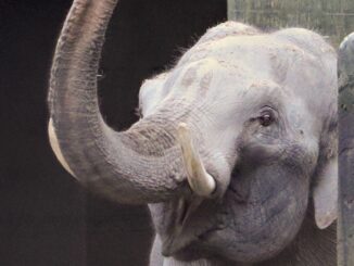 Der Elefantenbulle Maurice ist aus den Niederlanden angereist und wohnt nun im Hamburger Tierpark Hagenbeck.