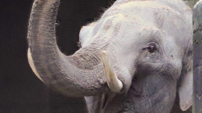 Der Elefantenbulle Maurice ist aus den Niederlanden angereist und wohnt nun im Hamburger Tierpark Hagenbeck.