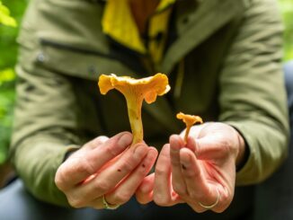 Der Pfifferling ist ein beliebter Speisepilz - sieht aber dem giftigen Orangefuchsigen Raukopf sehr ähnlich. (Archivfoto)