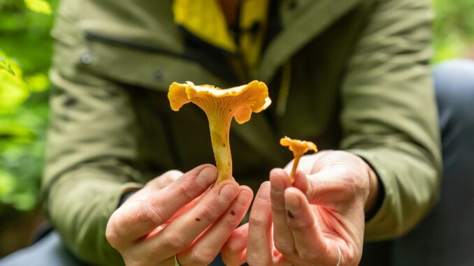 Der Pfifferling ist ein beliebter Speisepilz - sieht aber dem giftigen Orangefuchsigen Raukopf sehr ähnlich. (Archivfoto) 