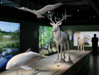 Die Dauerausstellung und die Lernwerkstatt der «Botschaft der Wildtiere» in der Hamburger Hafencity werden bisher gut besucht (Archivbild).