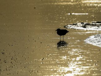 Auch im Winter lassen sich Vögel im Watt beobachten (Archivbild).