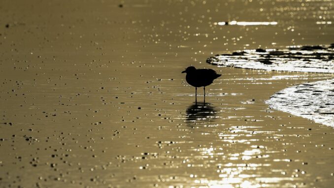 Auch im Winter lassen sich Vögel im Watt beobachten (Archivbild).