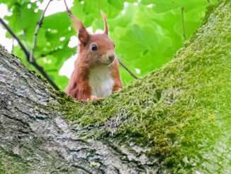 Das Eichhörnchen heißt übersetzt auf Plattdeutsch «Katteker». (Symbolbild)