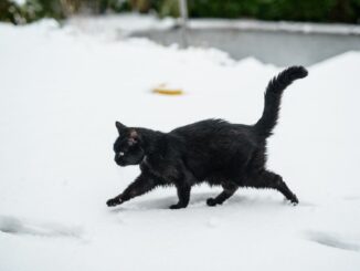 Sogenannte «Freigängerkatzen» müssen in Hamburg laut einer neuen Verordnung gechippt, kastriert und registriert werden. (Archivbild)