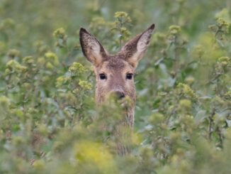 Vor allem Rehe sind im Norden geschossen worden. (Symbolbild)