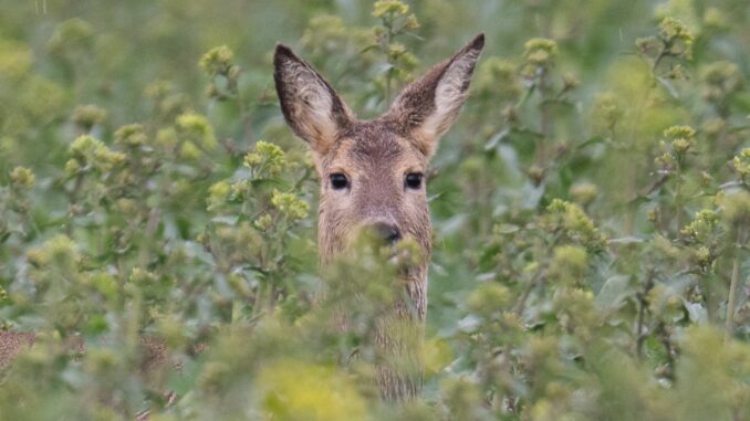 Vor allem Rehe sind im Norden geschossen worden. (Symbolbild)