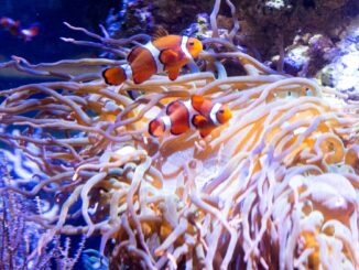 Wie viele, wie schwer, wie groß, wie breit? Im Tropenaquarium des Tierparks Hagenbeck wurden die Bewohner genau unter die Lupe genommen.