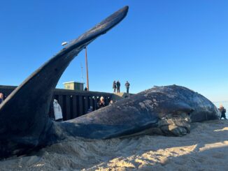 Ein toter Pottwal wurde auf Sylt aus der Nordsee geborgen.