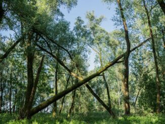 Der Vollhöfner Wald ist Hamburgs 38. Naturschutzgebiet (Archivbild).