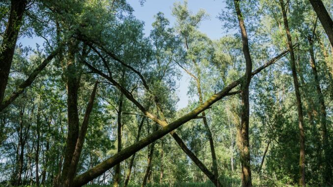 Der Vollhöfner Wald ist Hamburgs 38. Naturschutzgebiet (Archivbild). 