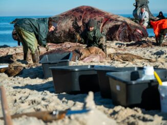 In speziellen Kisten wurden die Proben des Wal-Kadavers von Sylt auf das Festland gebracht.