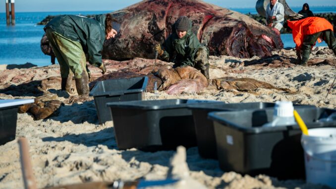 In speziellen Kisten wurden die Proben des Wal-Kadavers von Sylt auf das Festland gebracht. 