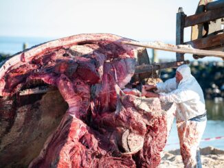 Der Wal wurde am Dienstag in Scheiben gesägt, um den großen Kadaver in Containern nach Jagel zu bringen.