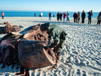 Experten hatten den Pottwal auf Sylt geborgen und zerlegt - in speziellen Kisten wurden die Proben des Wal-Kadavers auf das Festland gebracht. (Archivbild).